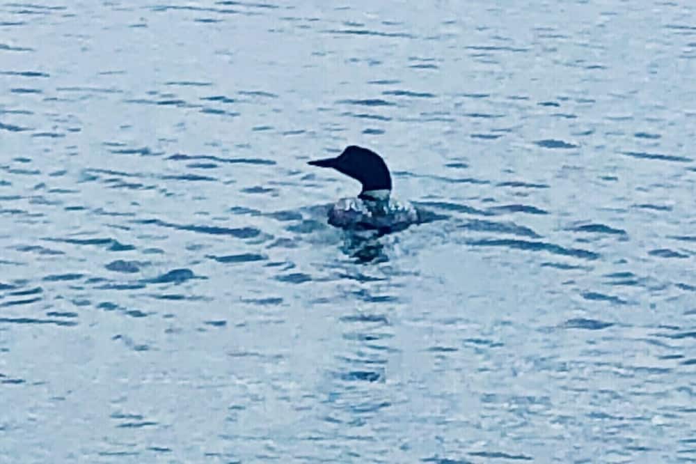 Photo of Others in Ham Lake
