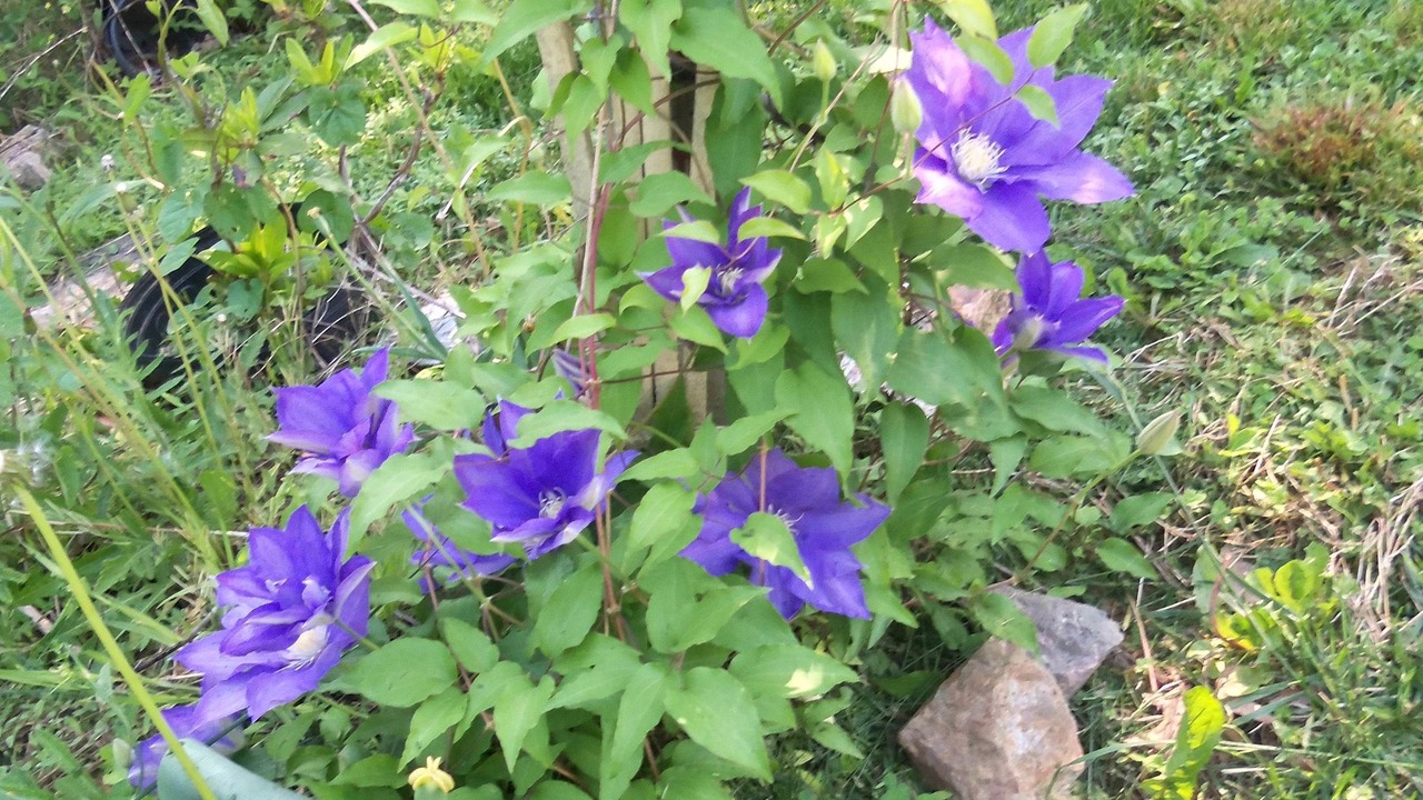 Photo of Outdoor in Bolivar