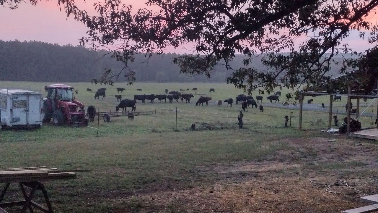 Photo of Others in Pangburn