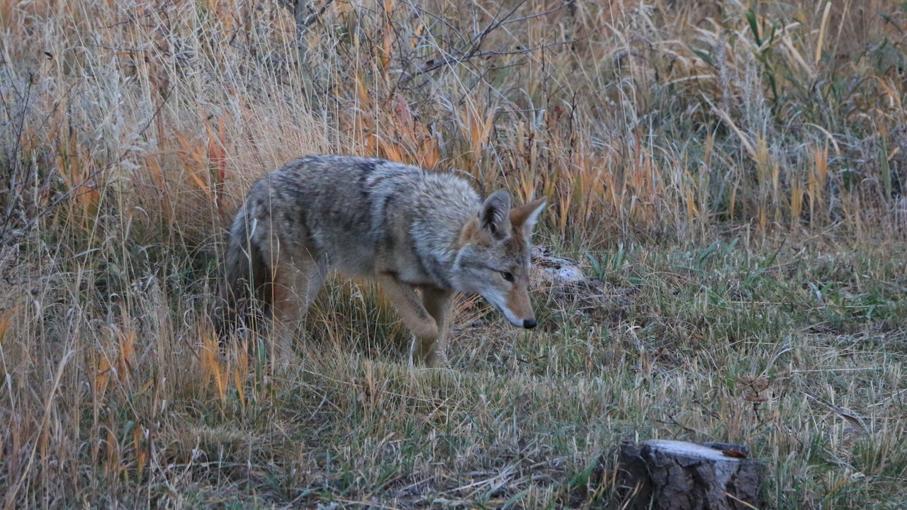 Photo of Others in Fort Garland