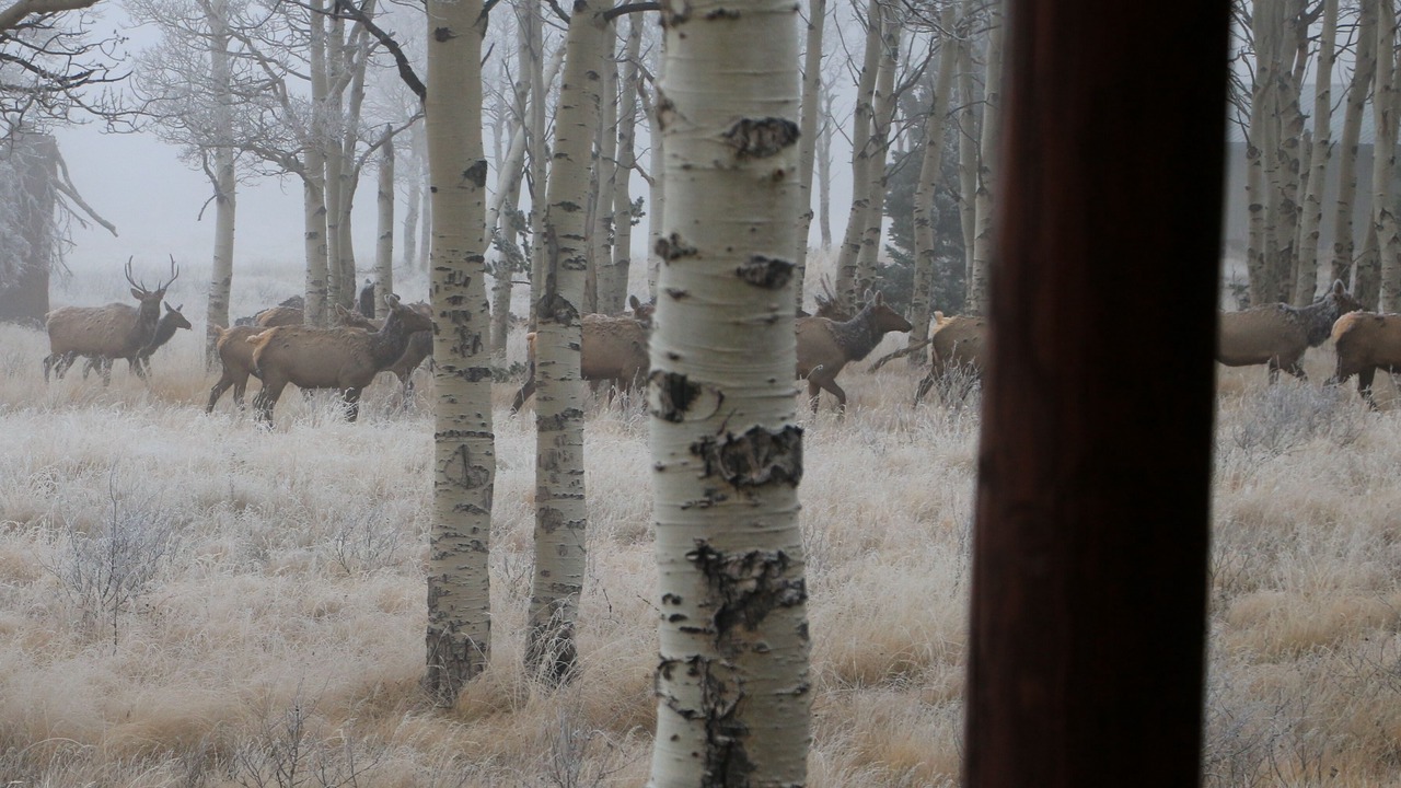 Photo of Others in Fort Garland