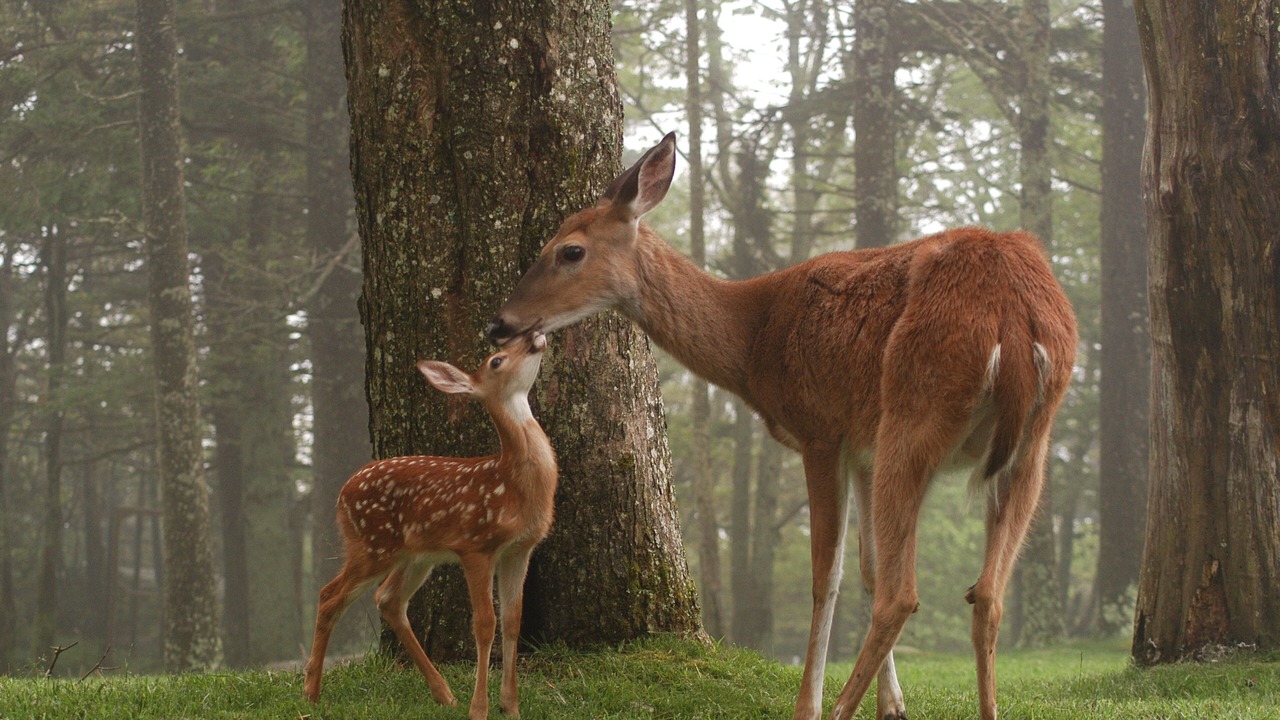 Photo of Others in Taylors Falls
