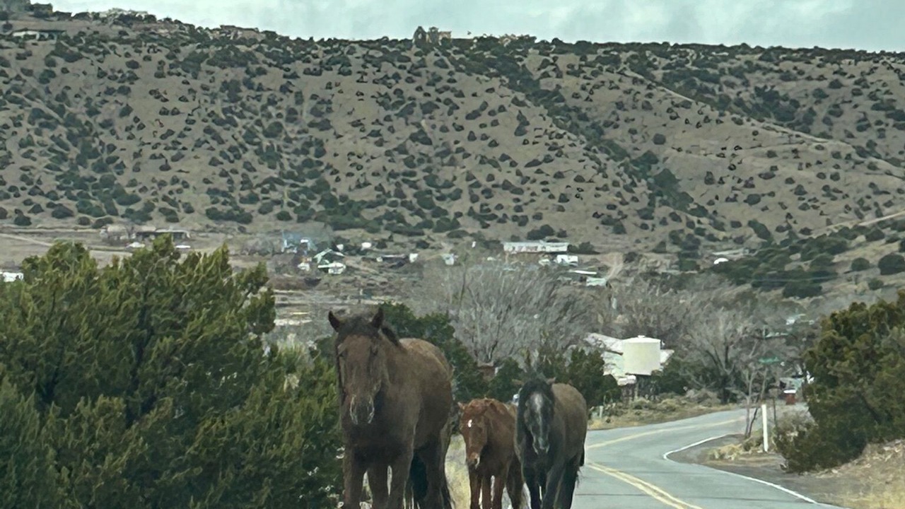 Photo of Others in Placitas