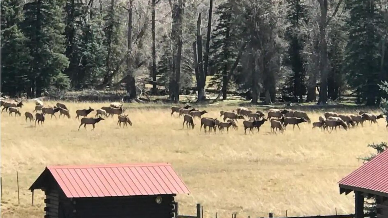 Photo of Others in Pagosa Springs