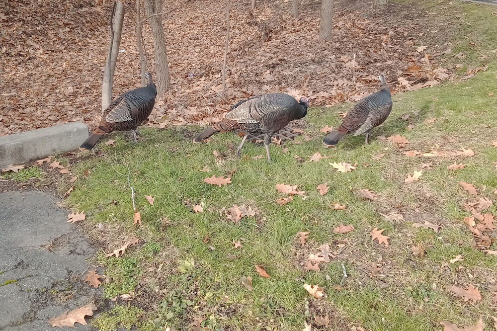 Photo of Outdoor in Northampton