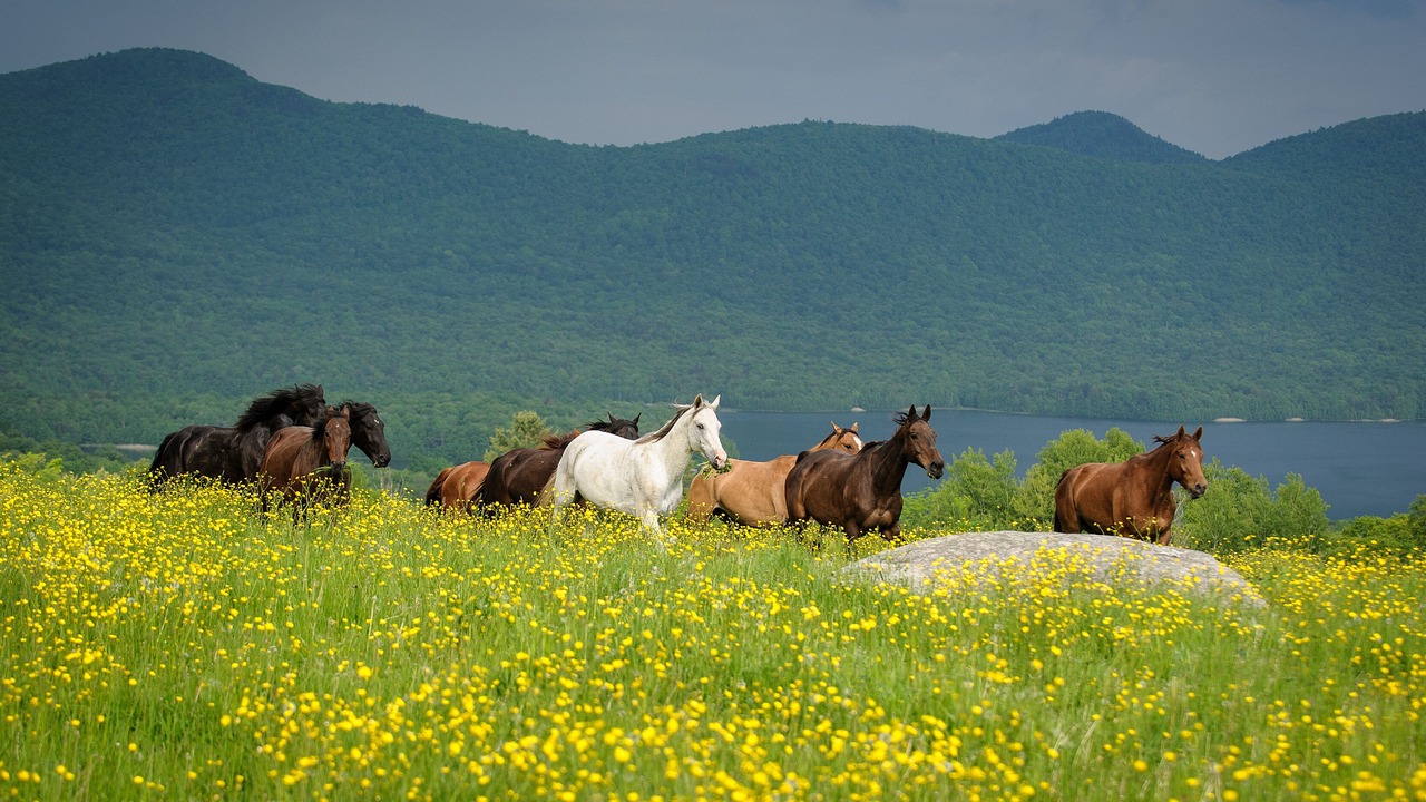Photo of Others in Chittenden