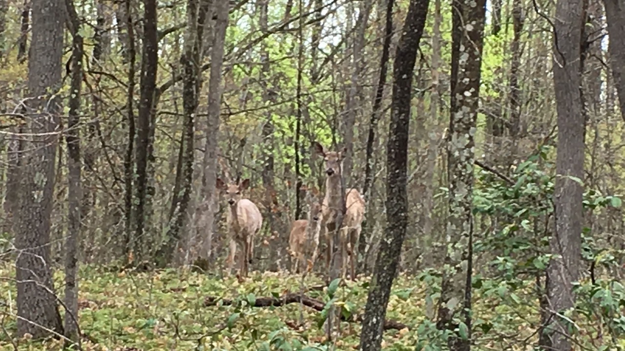 Photo of Outdoor in Hico