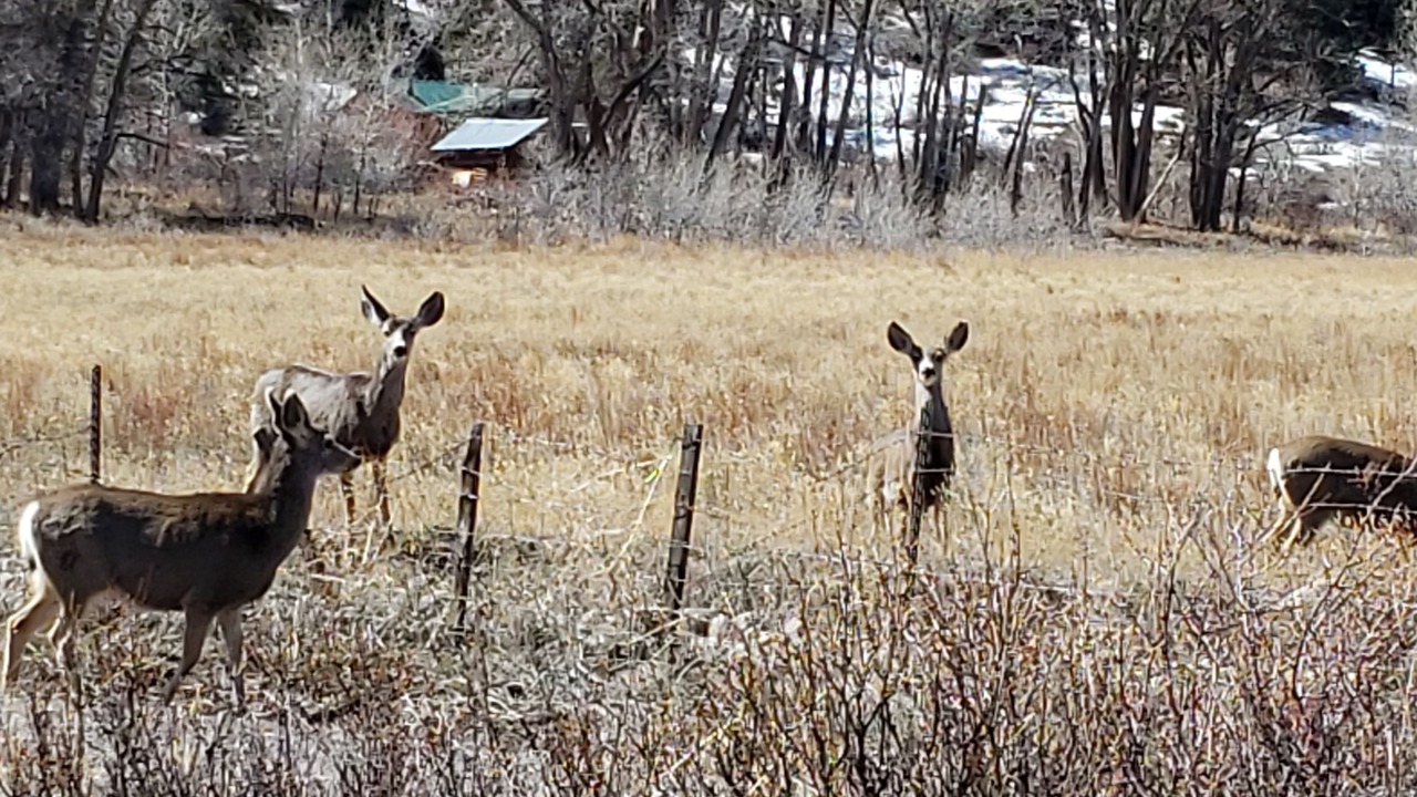 Photo of Others in South Fork