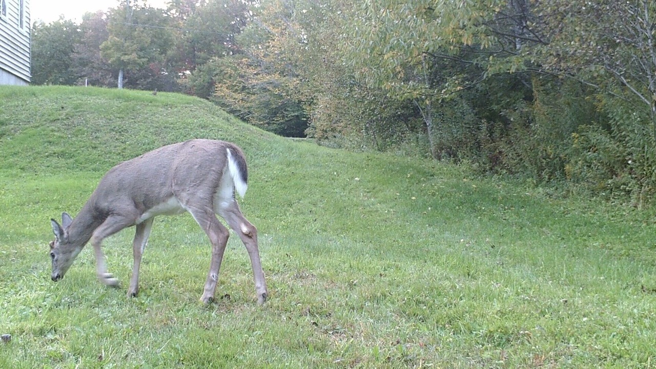 Photo of Others in Whitingham