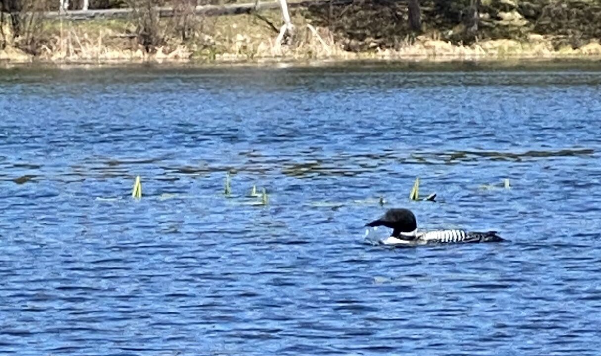 Photo of Others in Crosslake