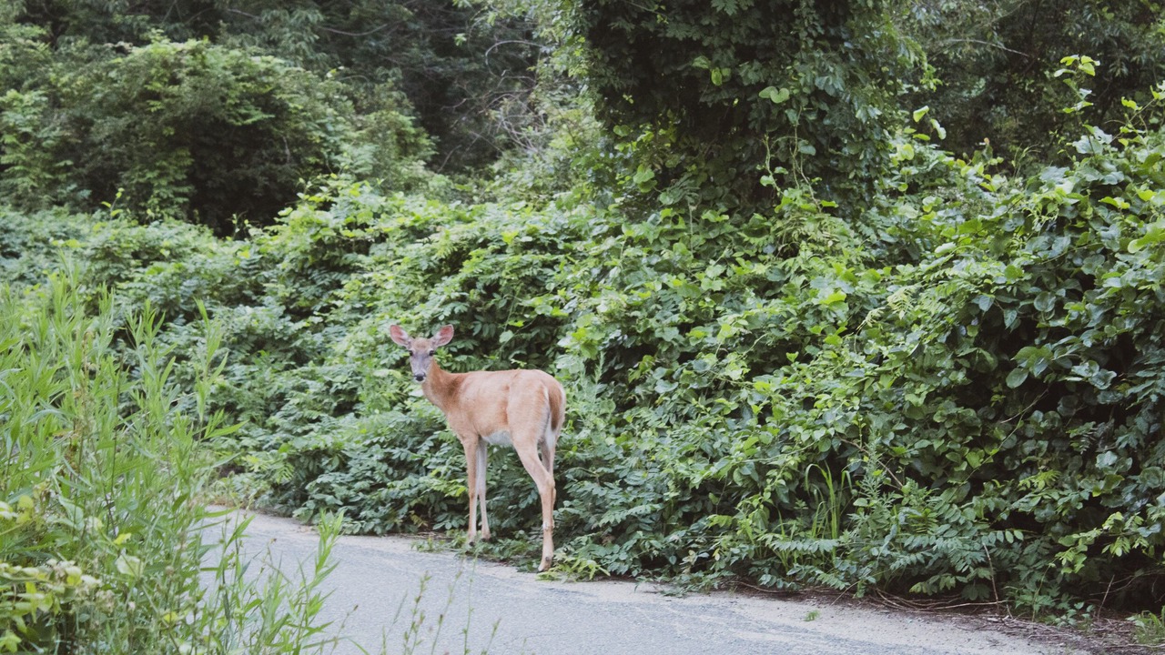 Photo of Others in Russell