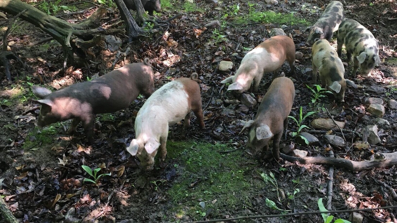 Photo of Others in North Ferrisburgh