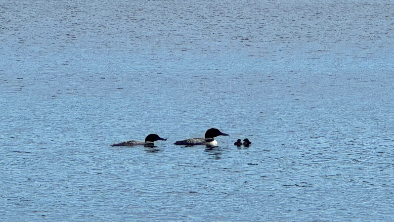 Photo of Others in Pequot Lakes