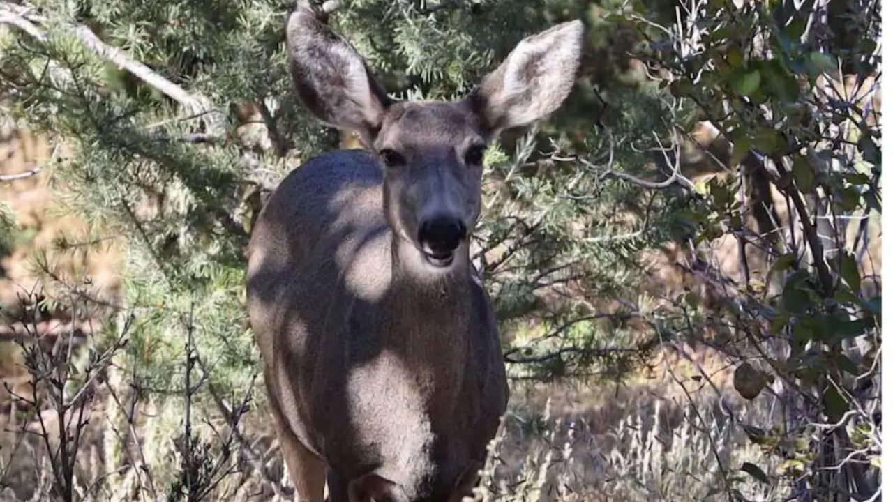 Photo of Others in Santa Fe