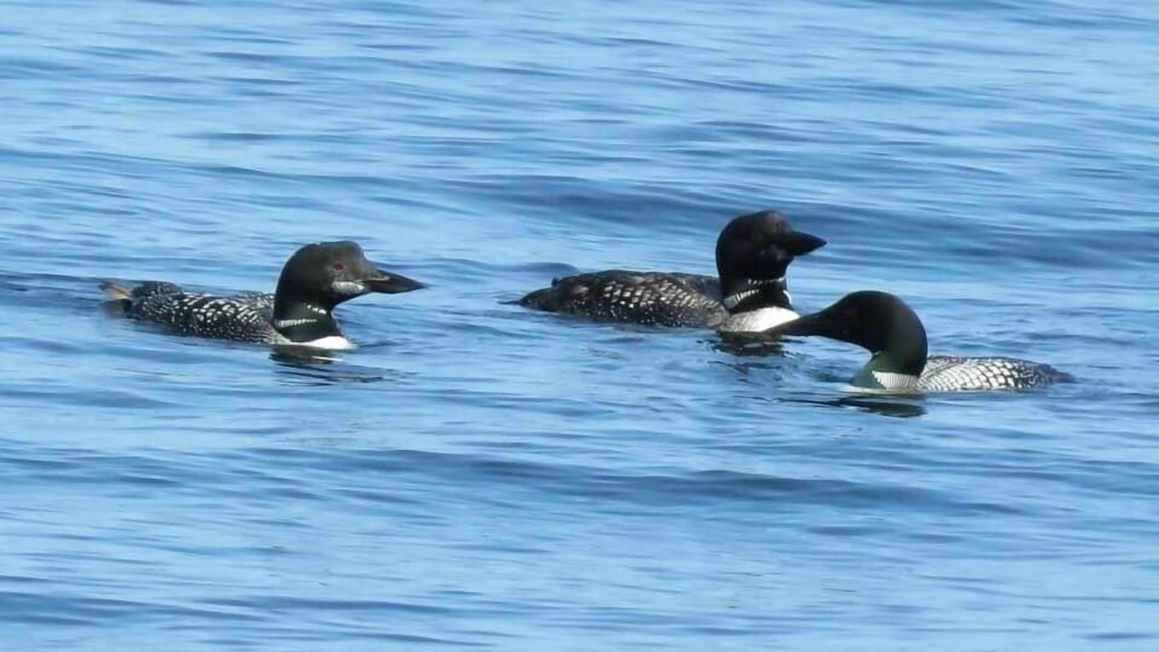 Photo of Others in Cumberland Head