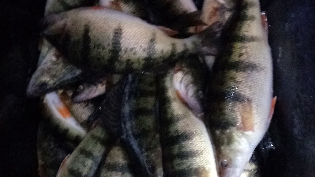 Photo of Others in Pinconning
