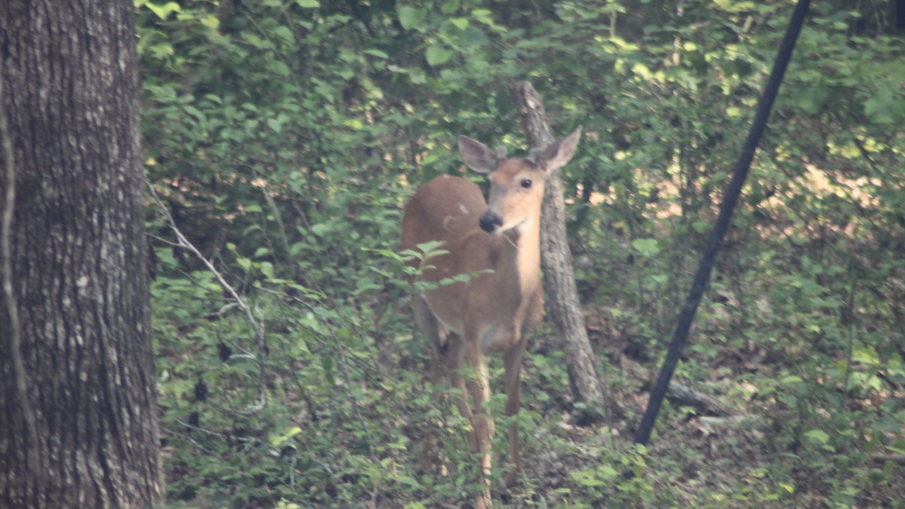 Photo of Outdoor in Wilburn