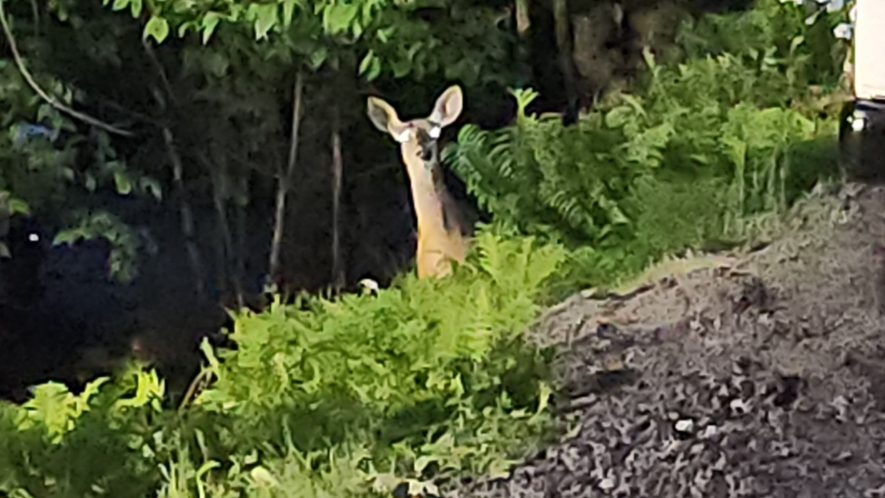 Photo of Others in Saranac Lake