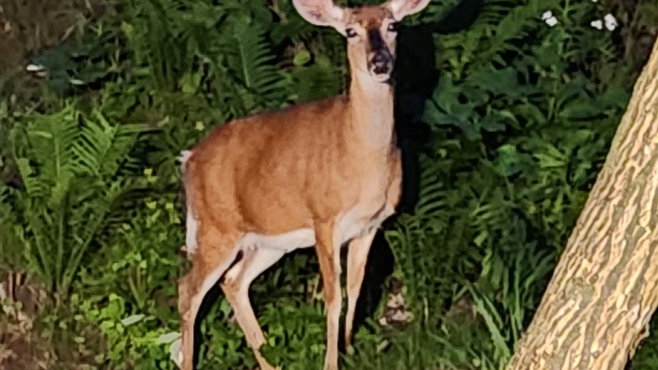 Photo of Others in Saranac Lake
