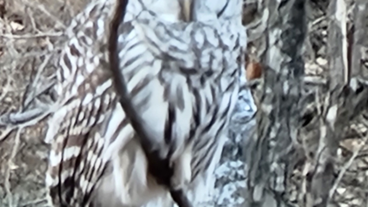 Photo of Others in Park Falls