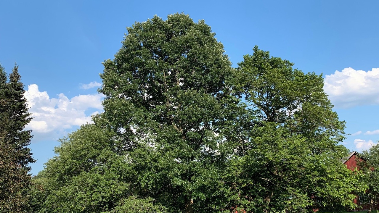 Photo of Outdoor in Clinton