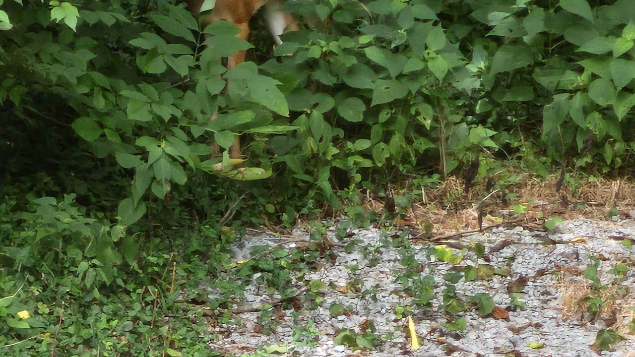 Photo of Outdoor in Bentonville