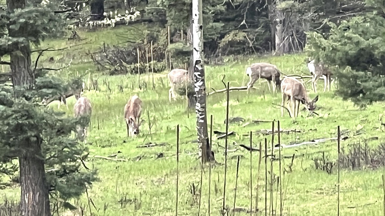 Photo of Others in Angel Fire