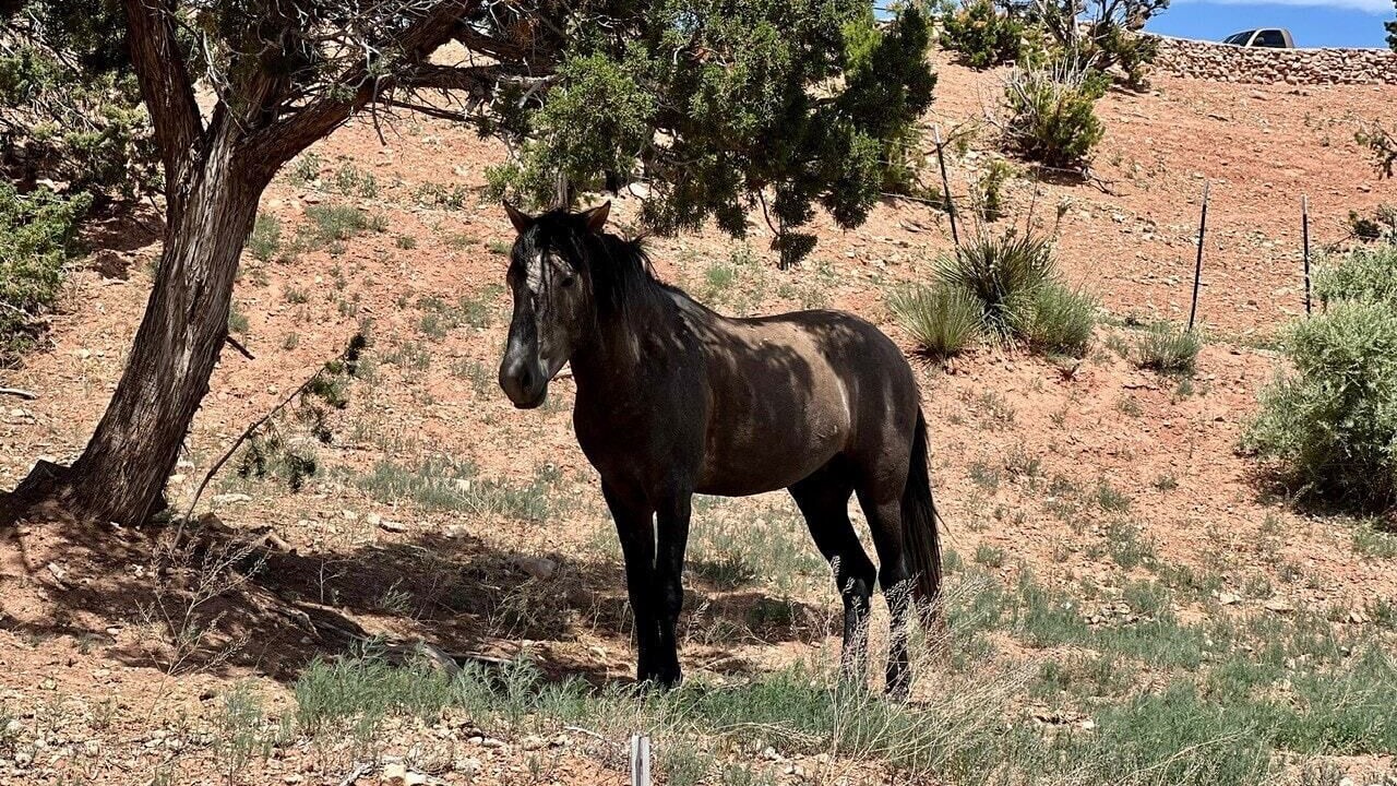 Photo of Others in Placitas