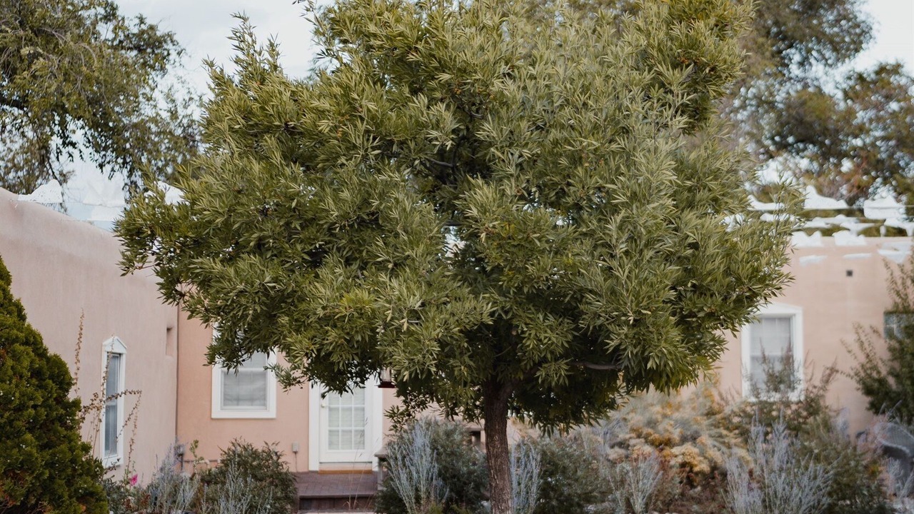 Photo of Outdoor in Historic Eastside
