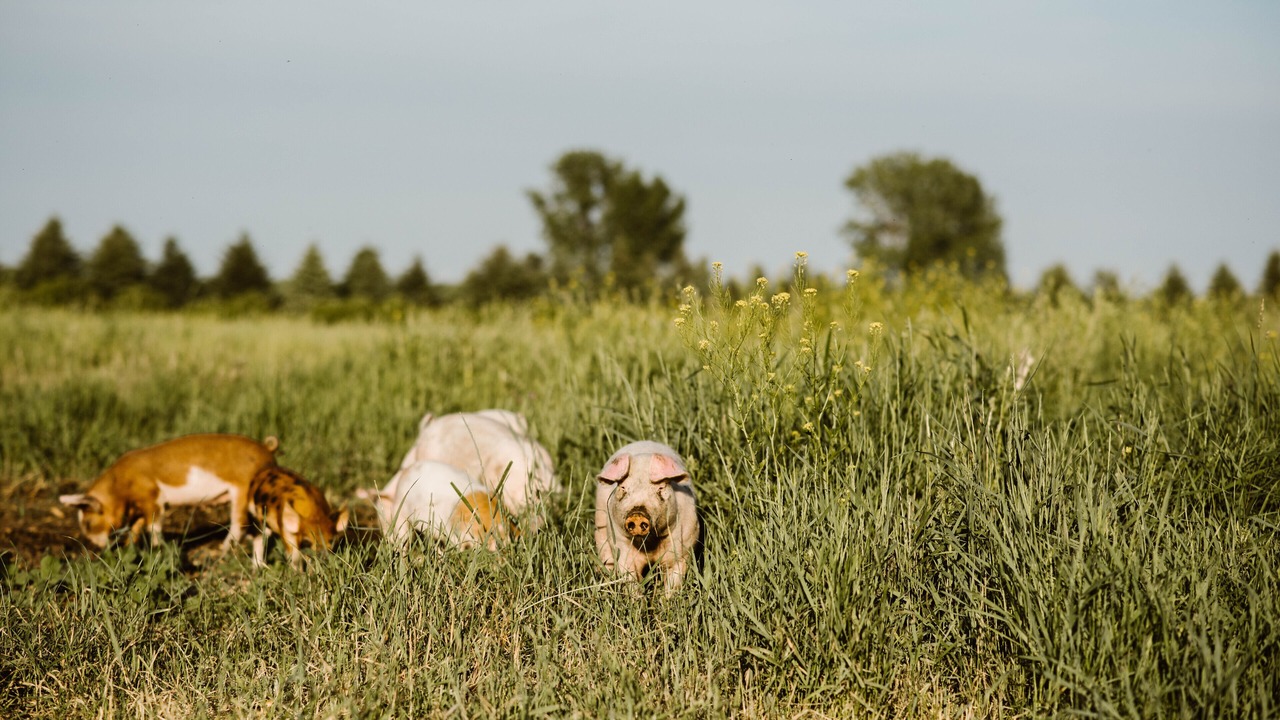 Photo of Others in Stearns County