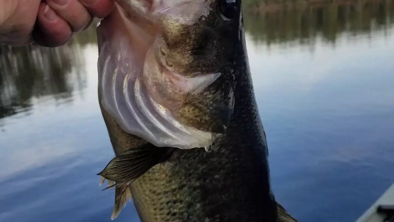 Photo of Others in Rainbow Lake