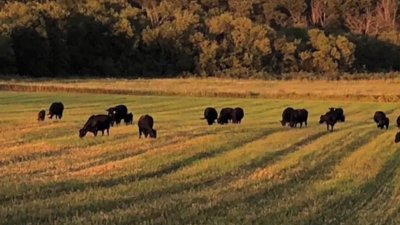 Photo of Others in Spring Valley