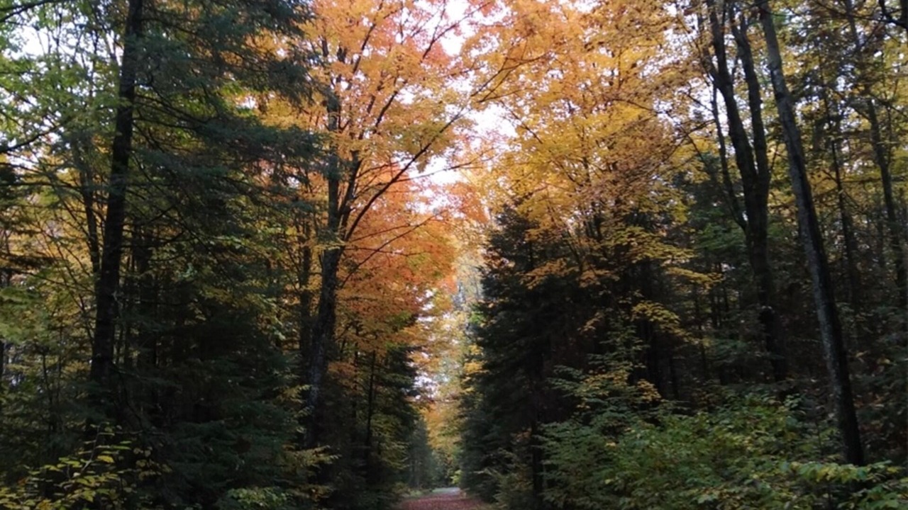 Photo of Outdoor in Park Falls