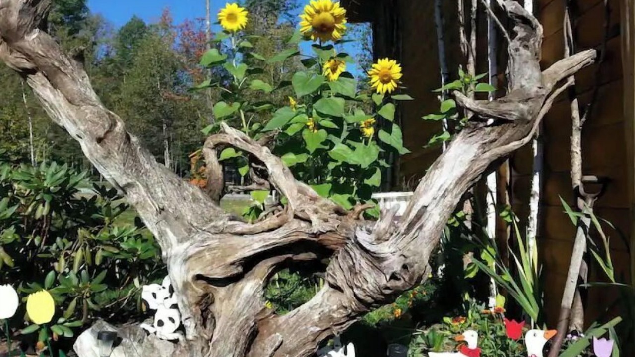 Photo of Outdoor in Jay