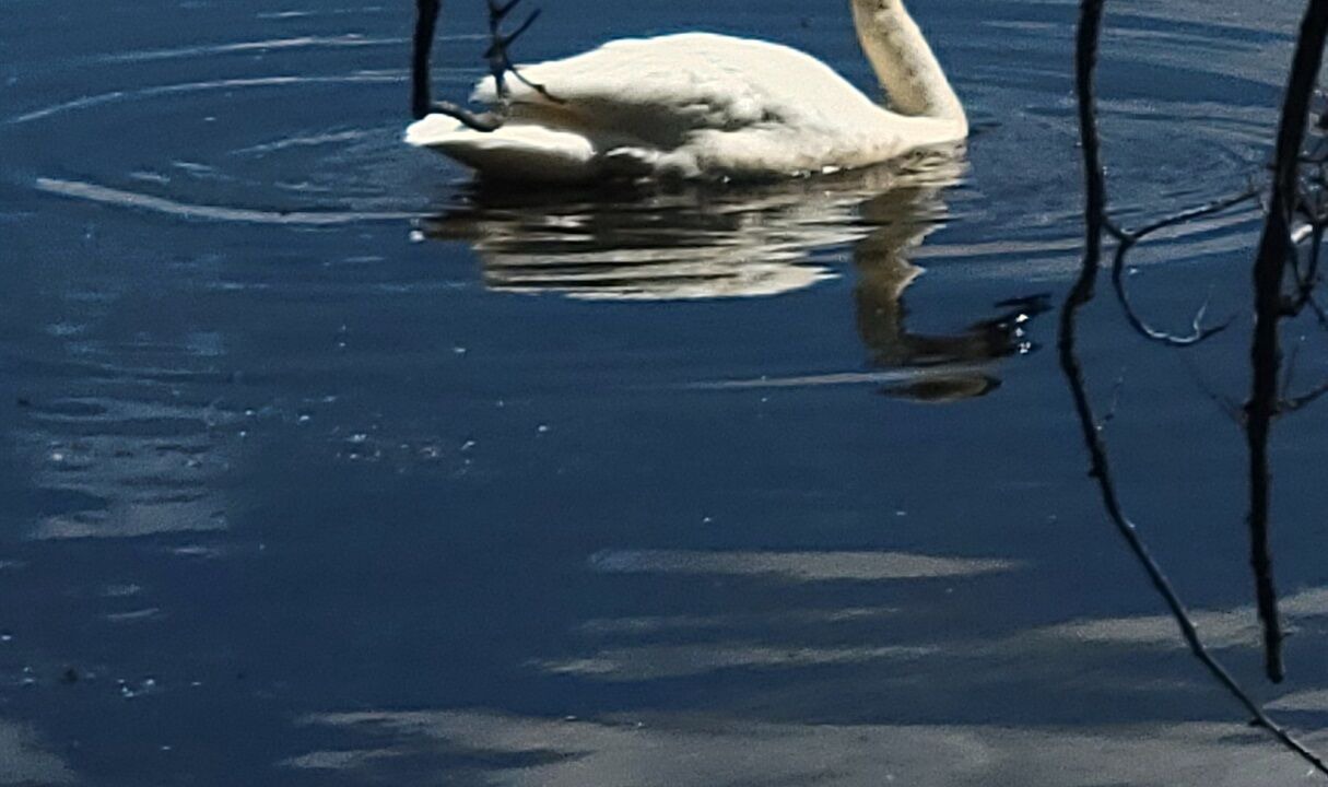 Photo of Others in St Croix Falls