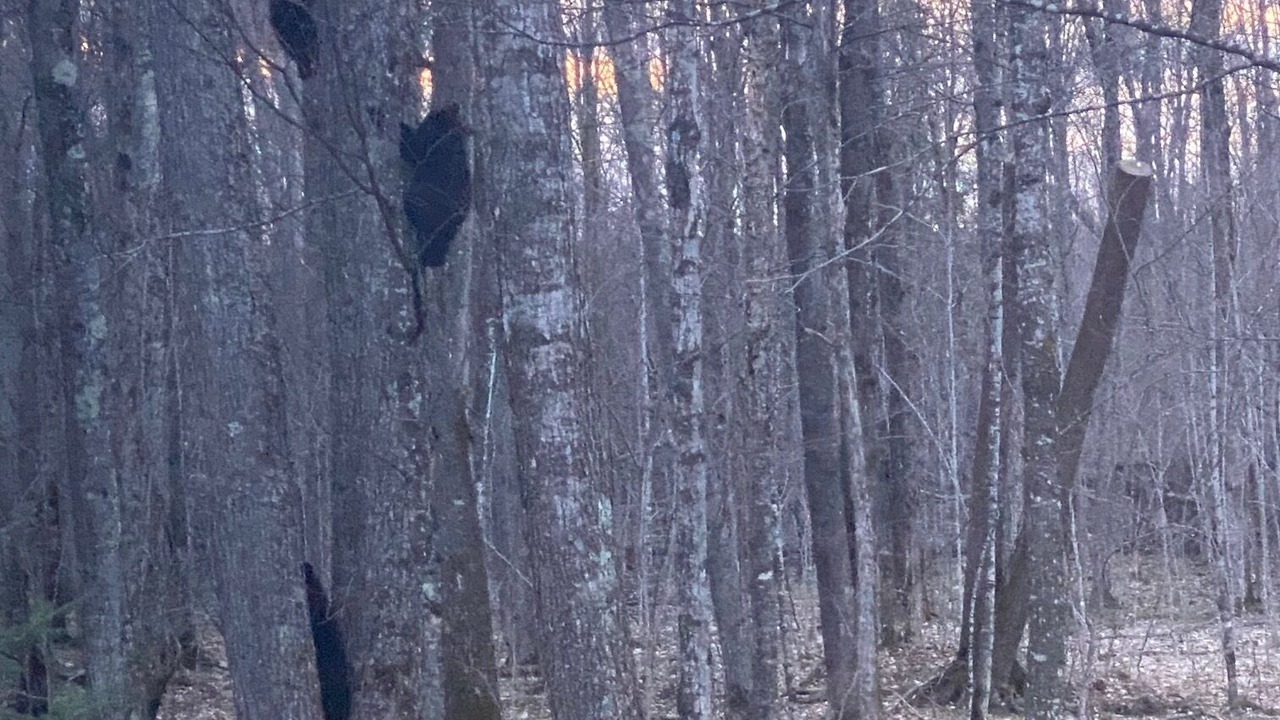 Photo of Others in Ojibwa