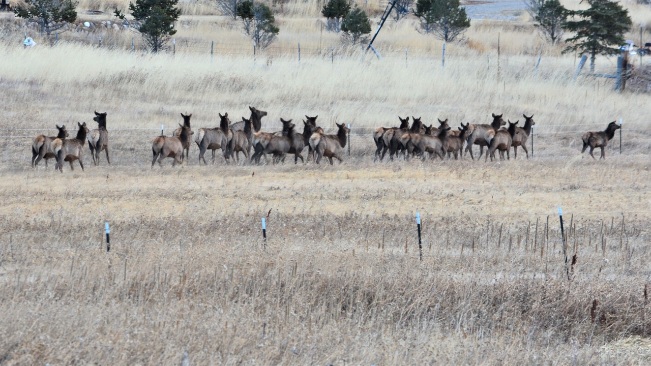 Photo of Others in Angel Fire