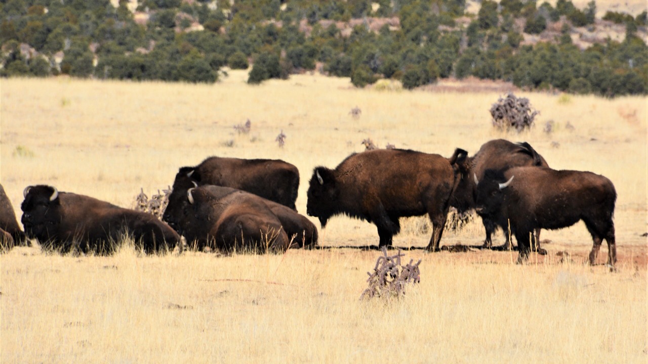 Photo of Others in Angel Fire