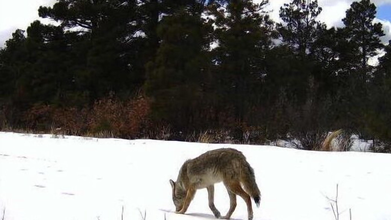 Photo of Others in Raton