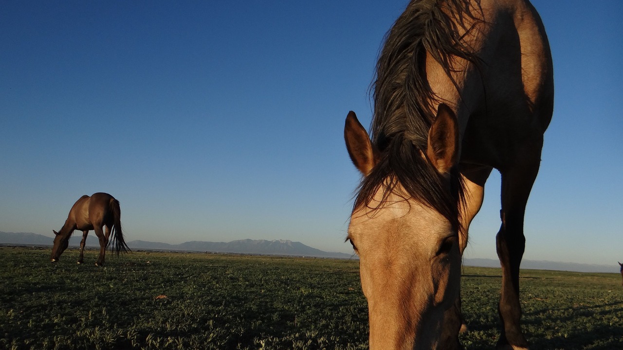 Photo of Outdoor in Capulin