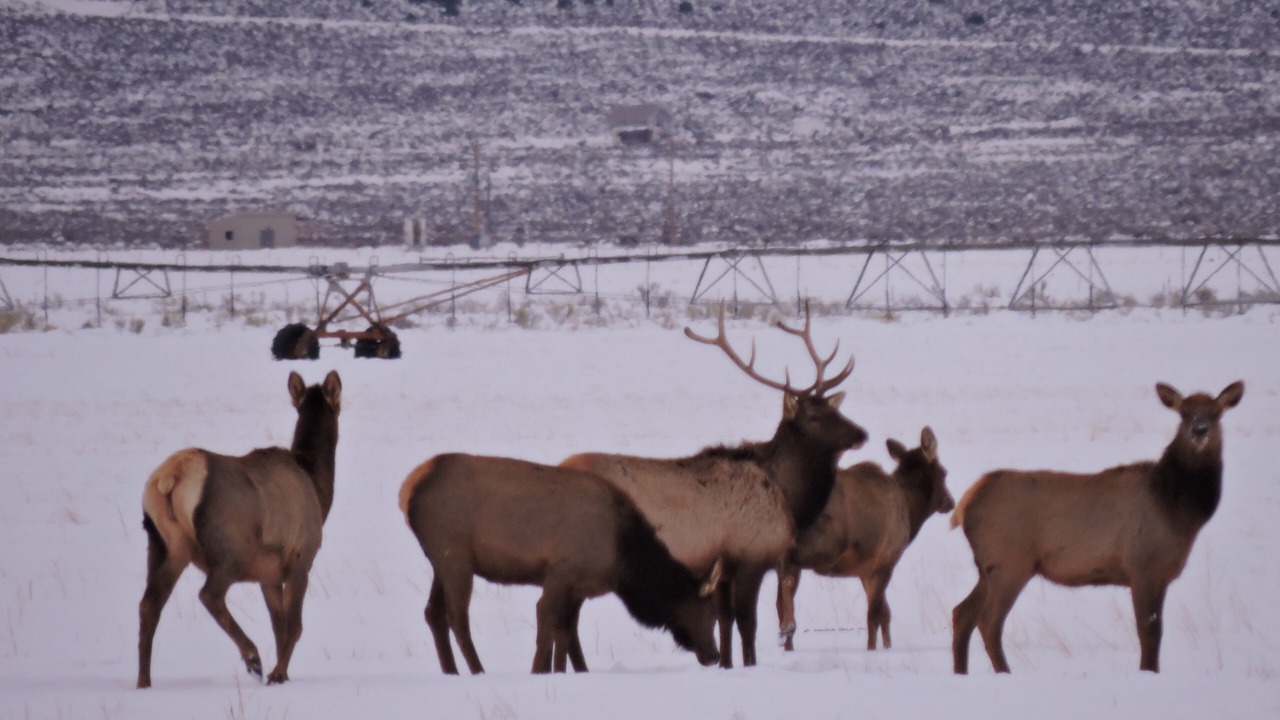 Photo of Others in Capulin