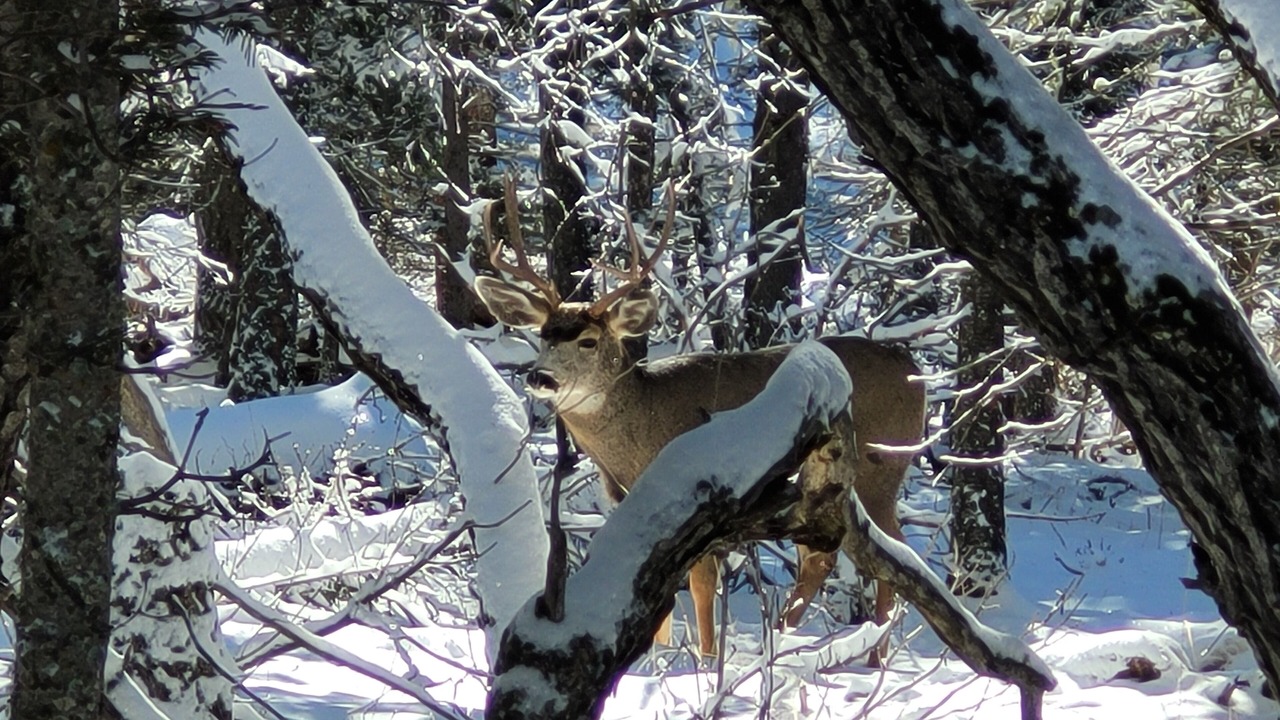 Photo of Others in Angel Fire