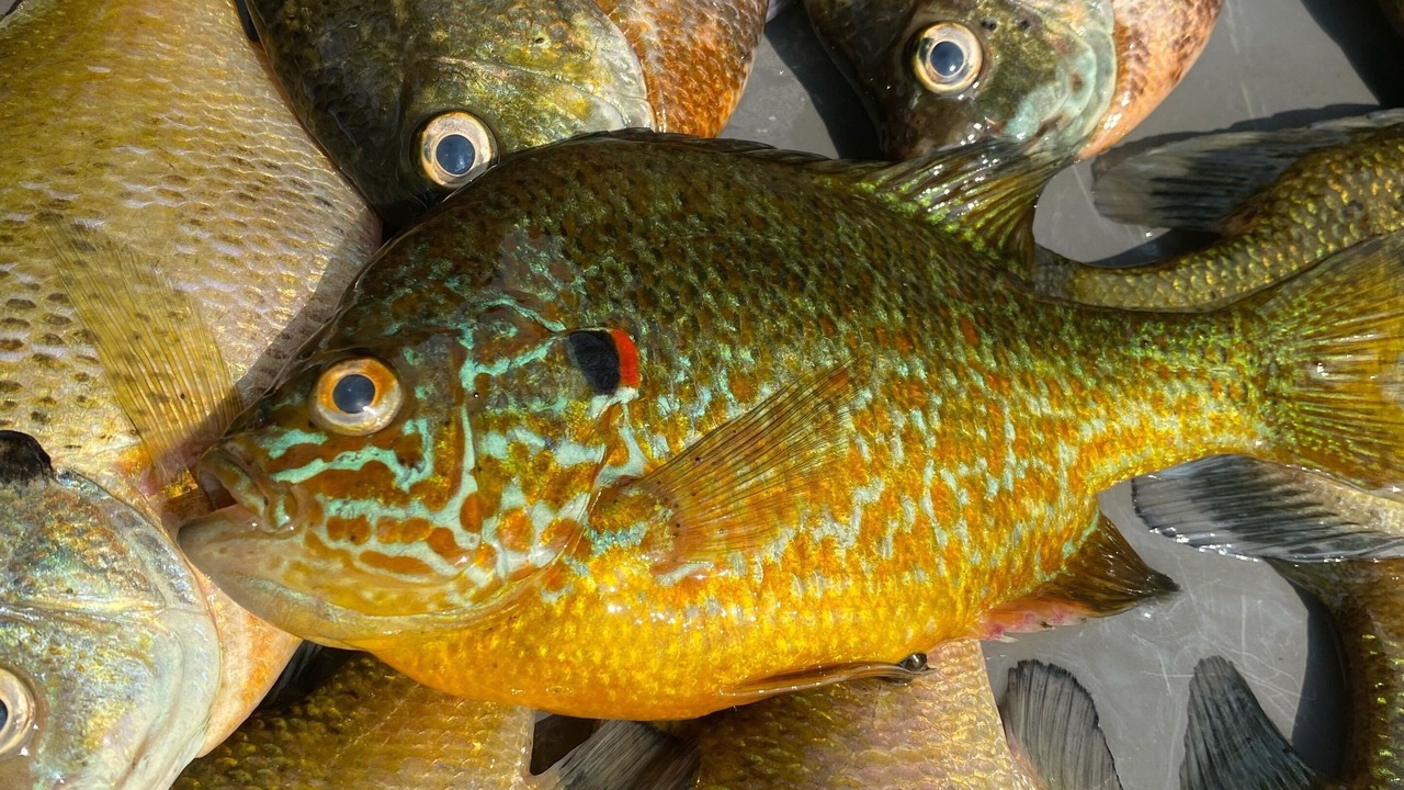 Photo of Others in Balsam Lake