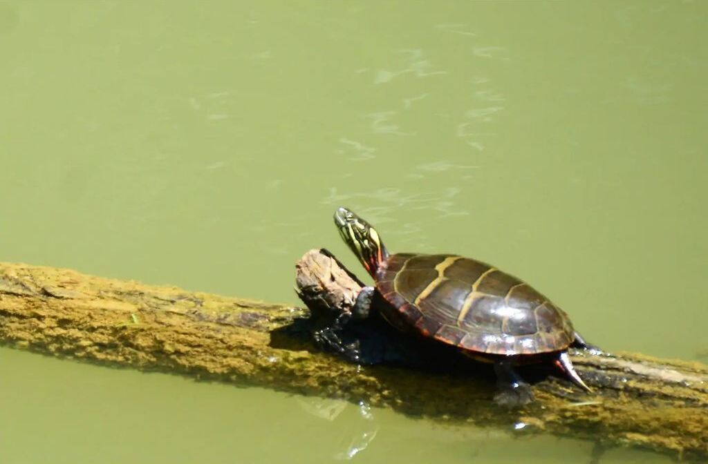 Photo of Others in Shepherdstown