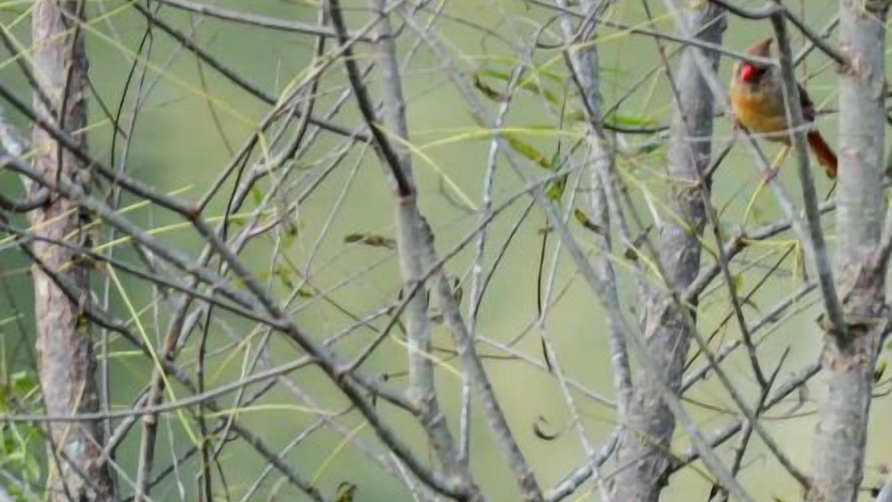 Photo of Others in Shepherdstown