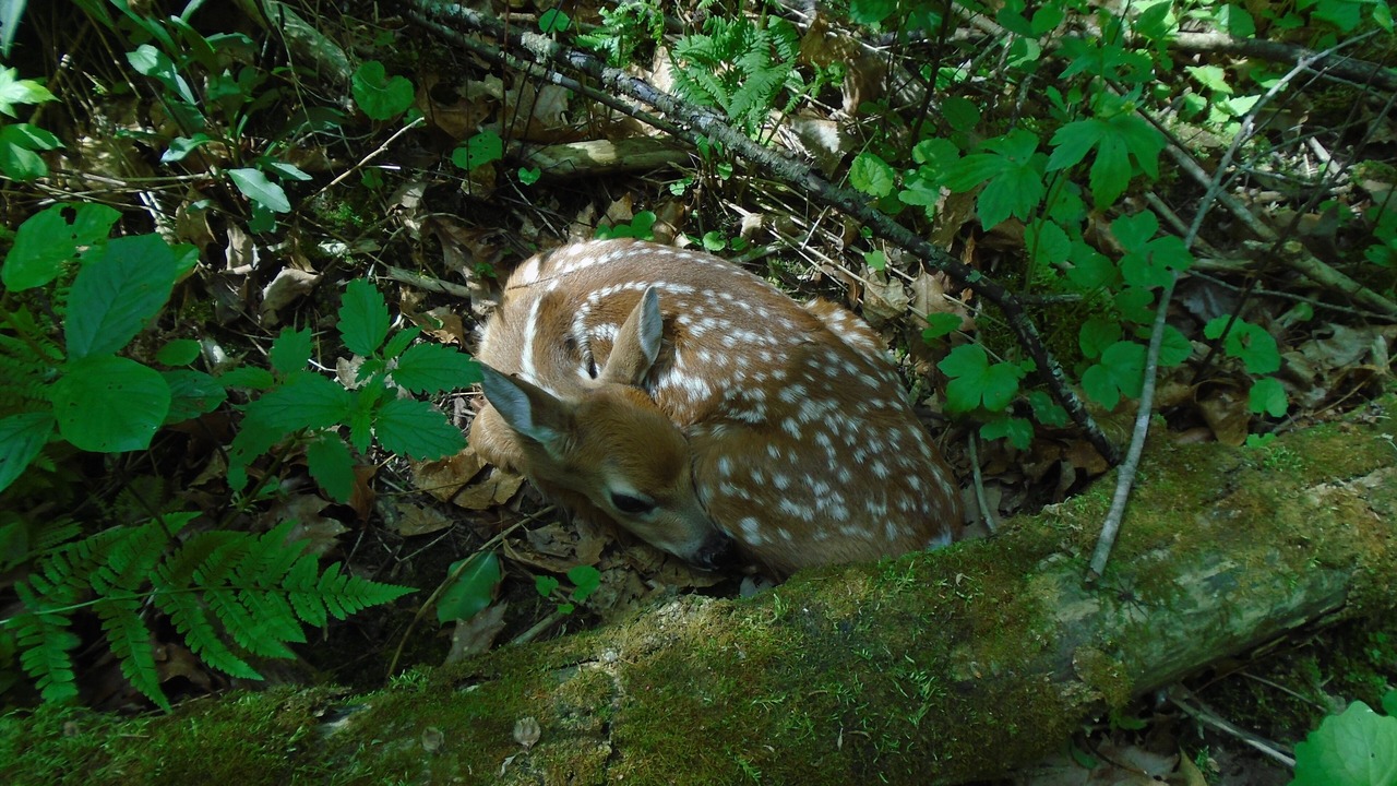 Photo of Outdoor in Coon Valley