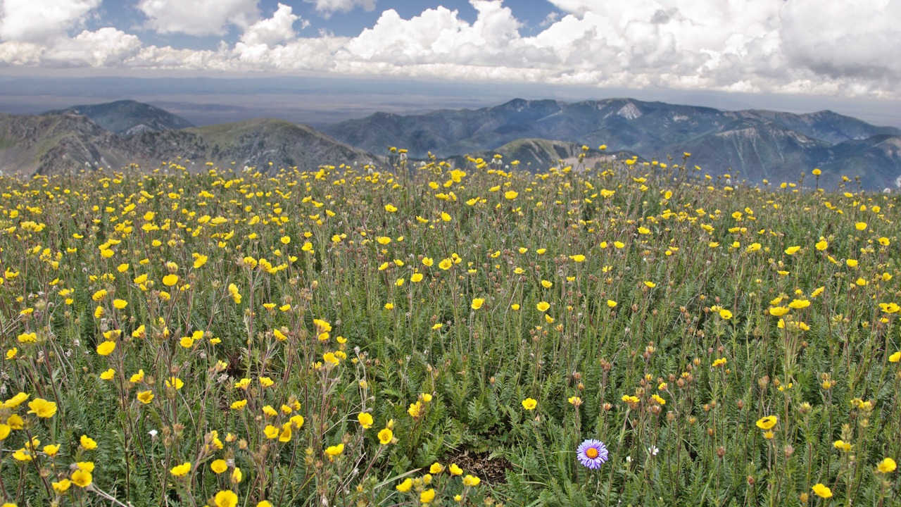 Photo of Outdoor in Taos