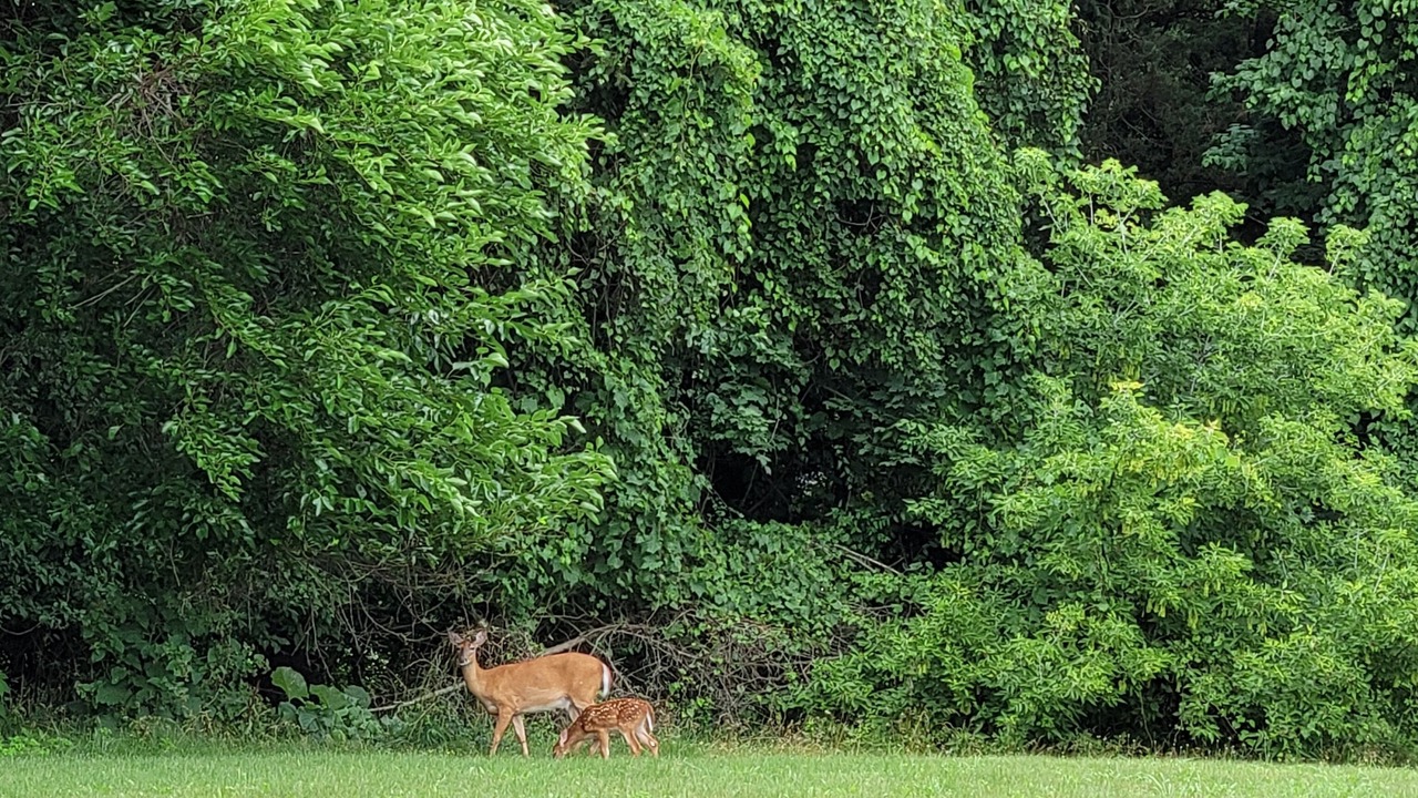 Photo of Others in Paw Paw