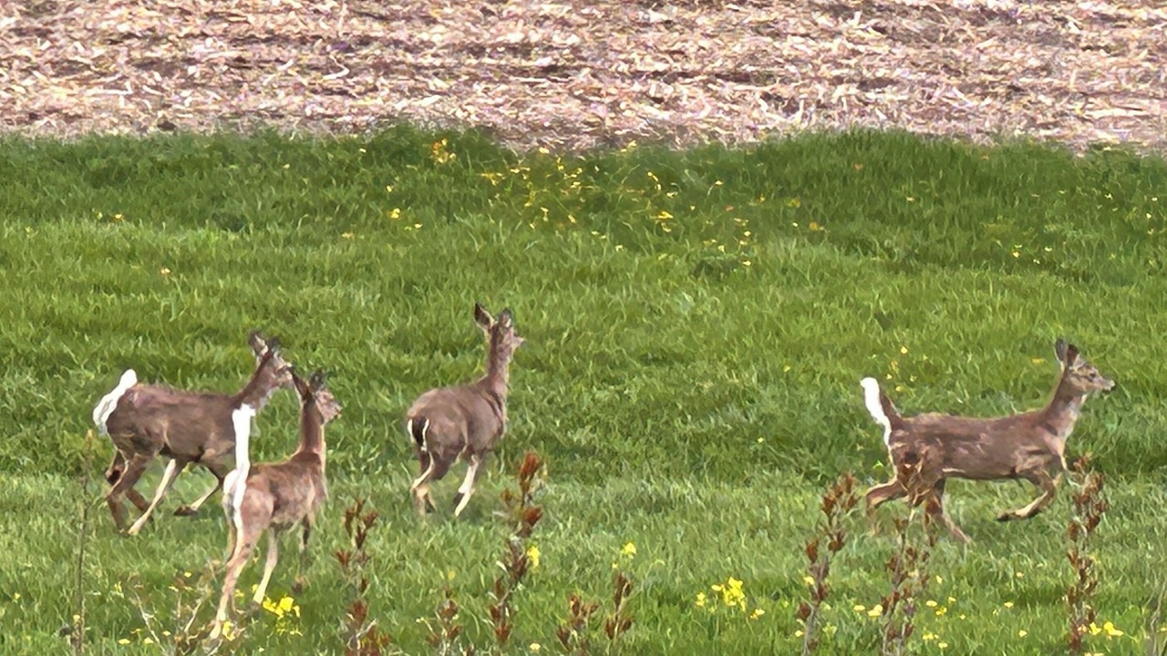 Photo of Others in Westby