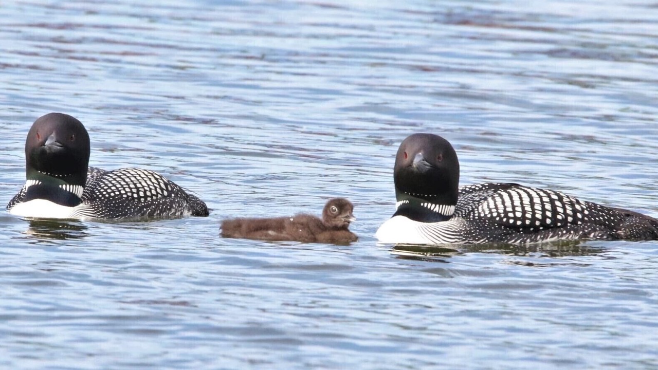 Photo of Others in Ham Lake